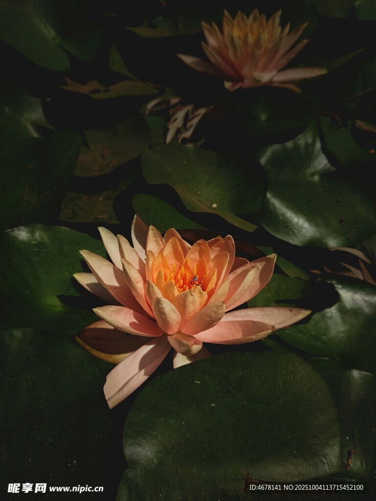 水中绽放的美丽橙色睡莲