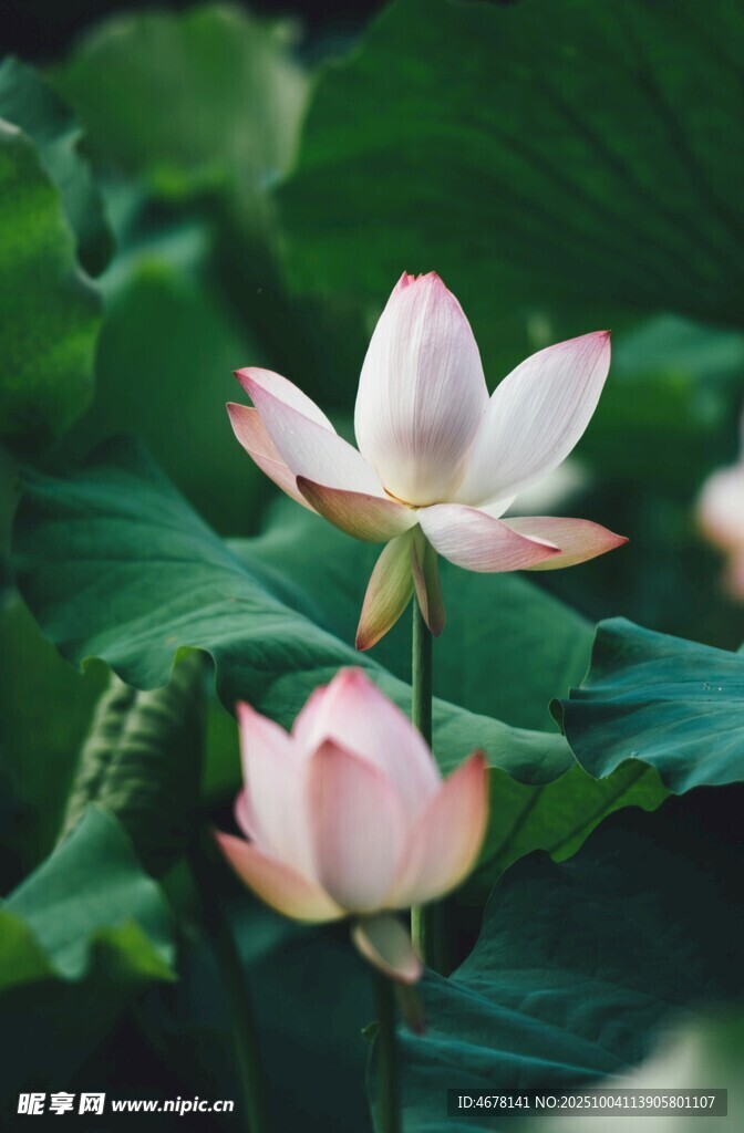 两朵绽放的粉嫩荷花