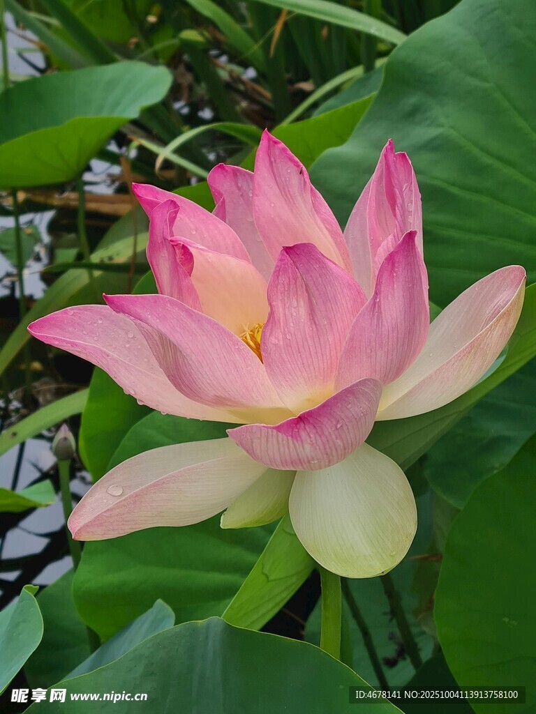 娇艳盛开的粉色荷花