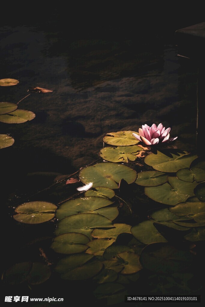 水中睡莲与漂浮莲叶