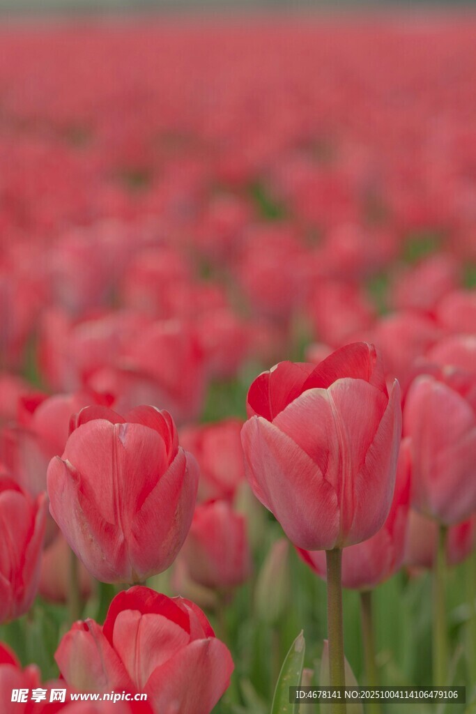 浪漫粉色郁金香花海