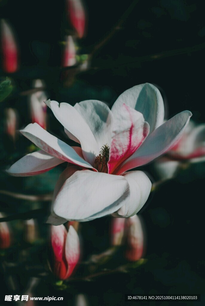 玉兰花绽放的美丽瞬间
