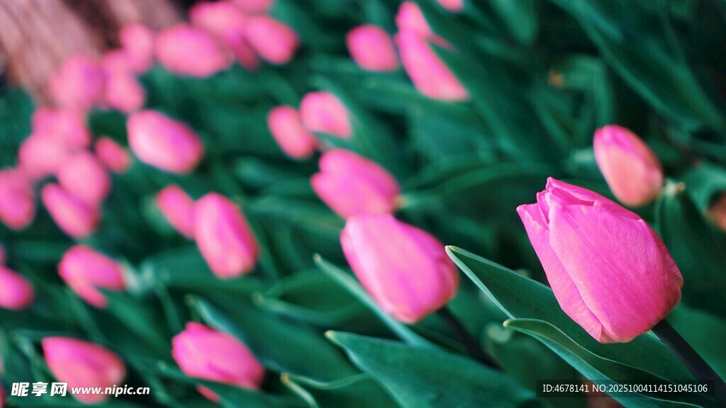 粉色郁金香花海