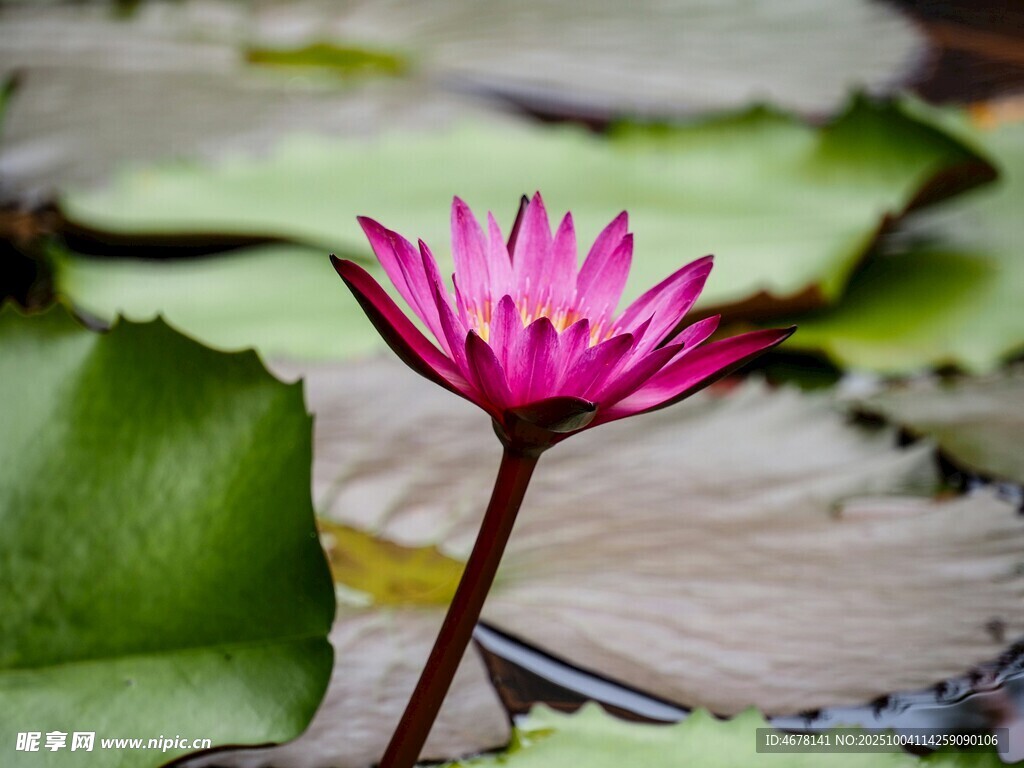 绽放的粉色睡莲