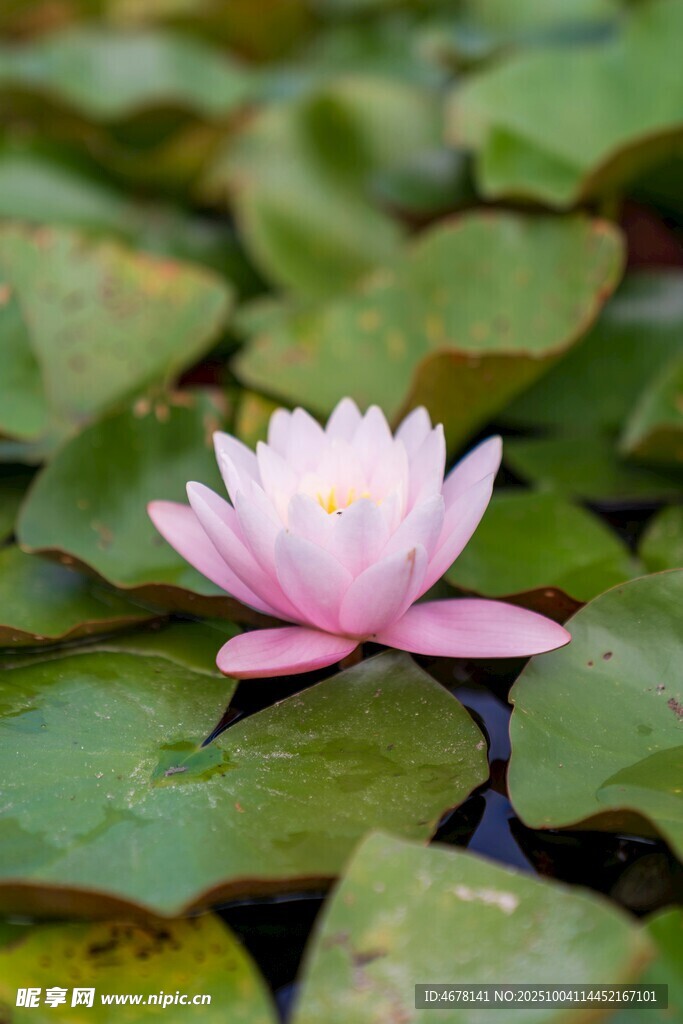 水中绽放的粉色睡莲