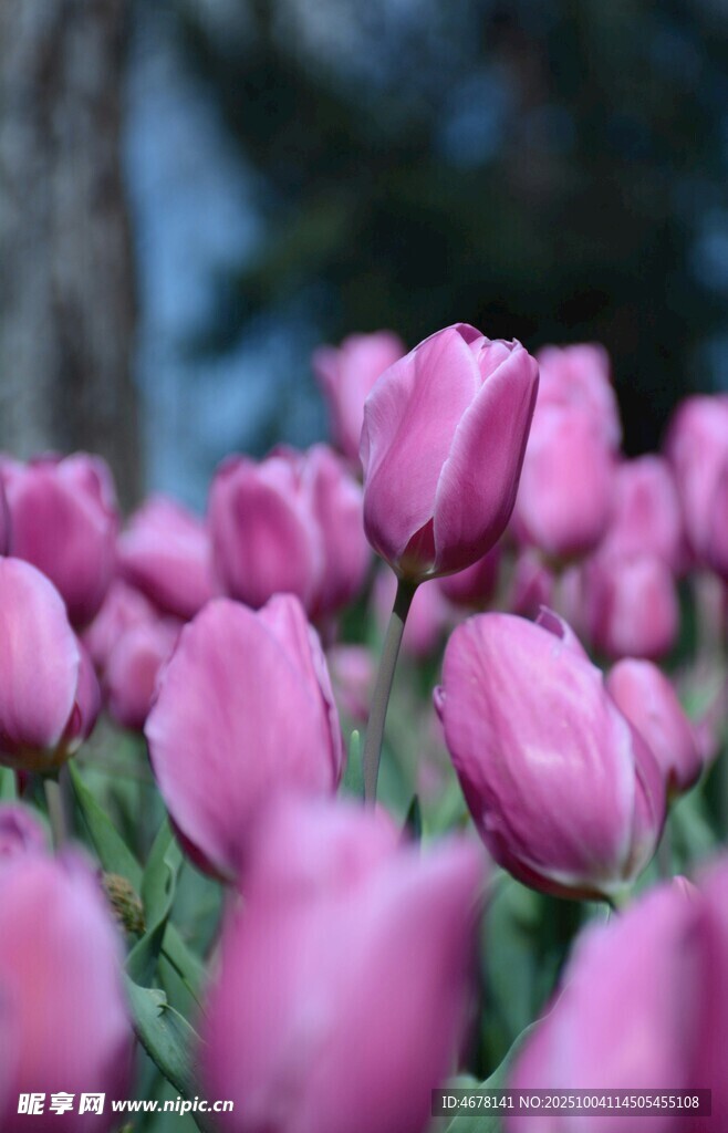 粉色郁金香花海