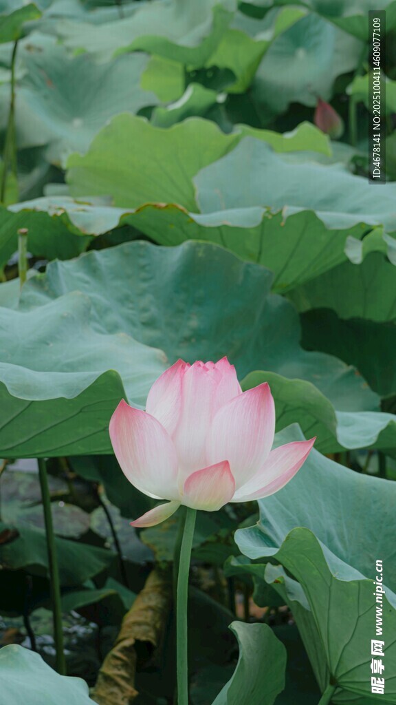 娇艳荷花绽放于绿叶间