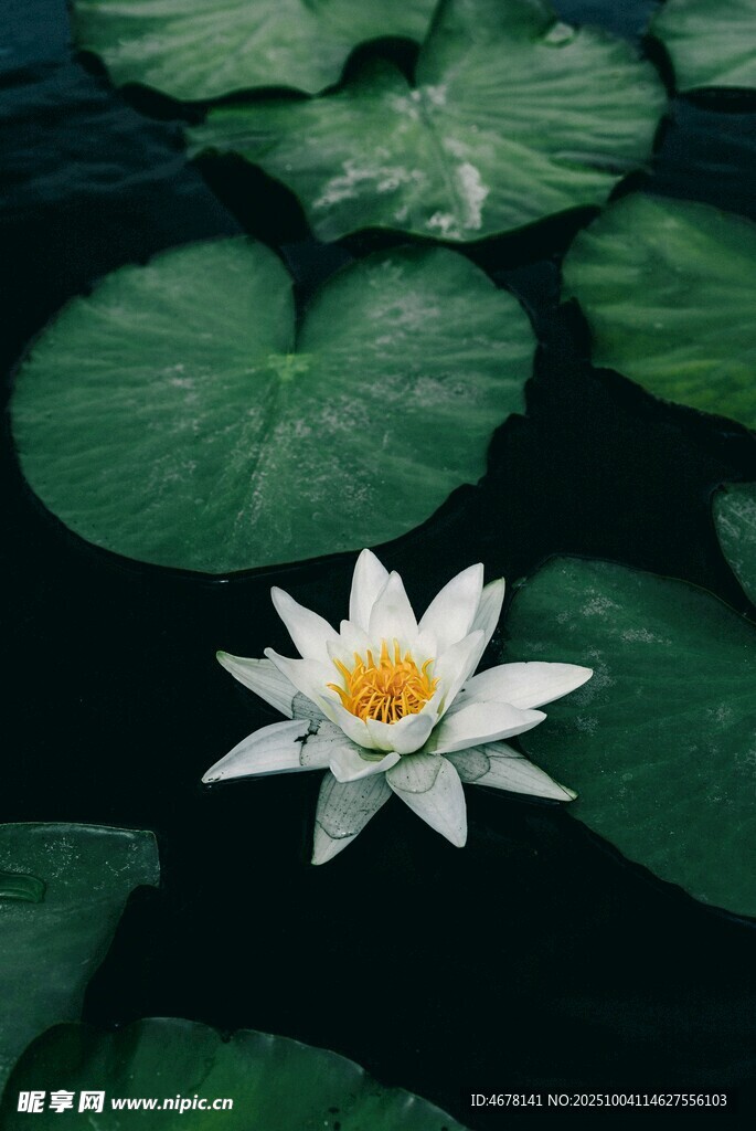 水中白睡莲绽放