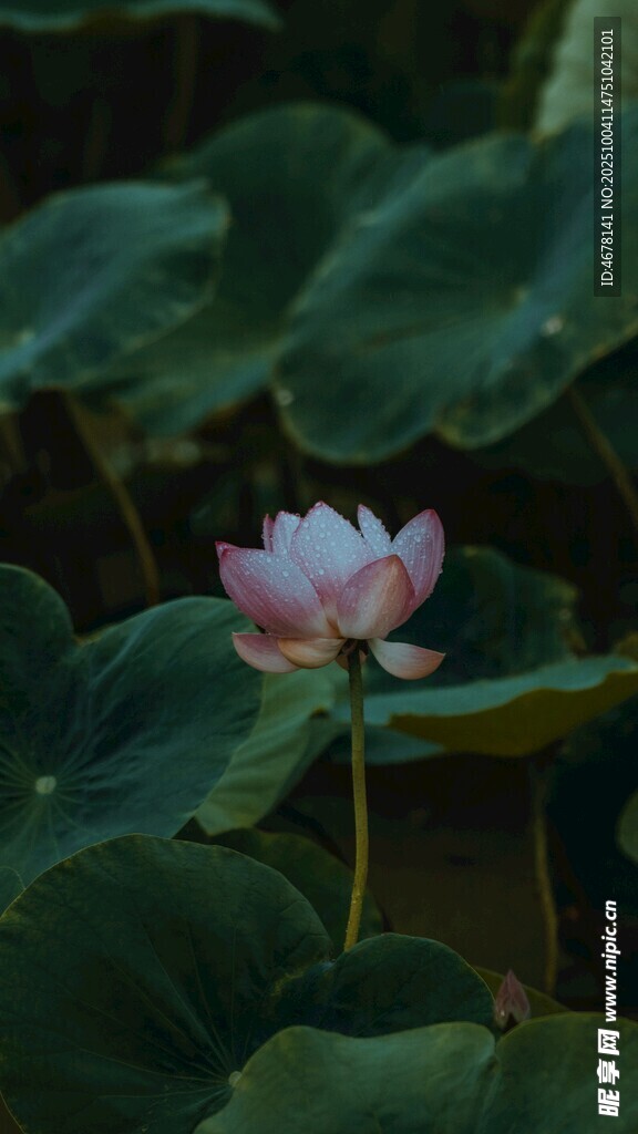 粉色荷花绽放于绿叶间