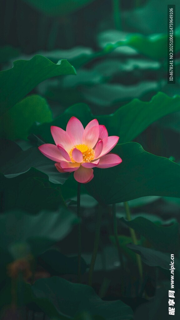 娇艳荷花绽放于绿叶间