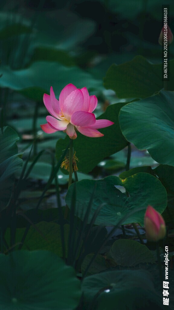 娇艳荷花绽放于绿叶间
