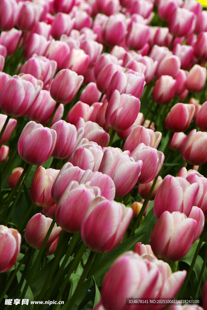粉色郁金香花海