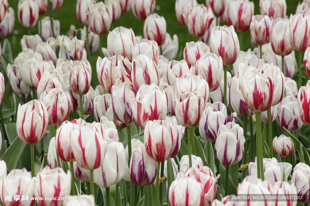 红白相间郁金香花海
