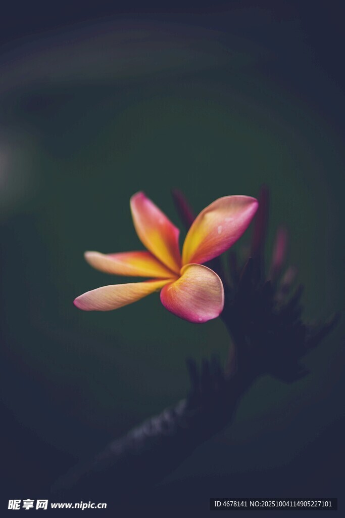 娇艳鸡蛋花绽放瞬间