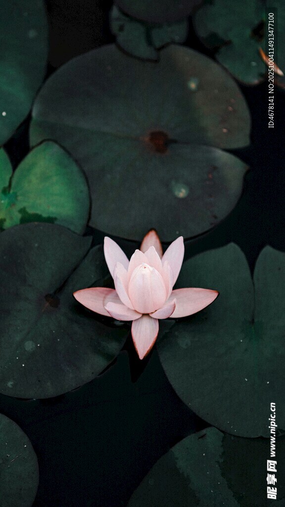 水中粉莲绽放