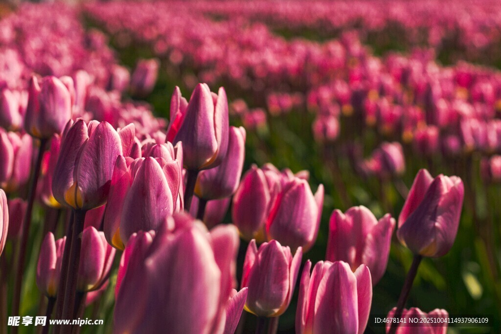 粉色郁金香花海美景