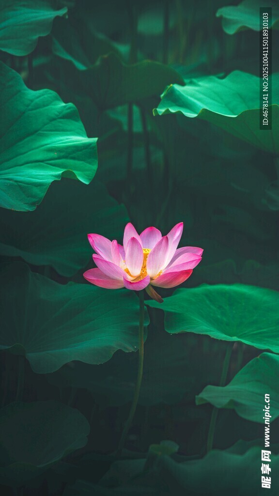 粉荷绽于碧叶间