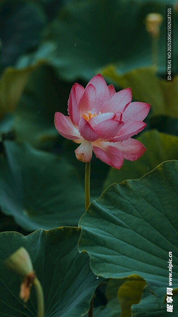 娇艳荷花绽放于绿叶间