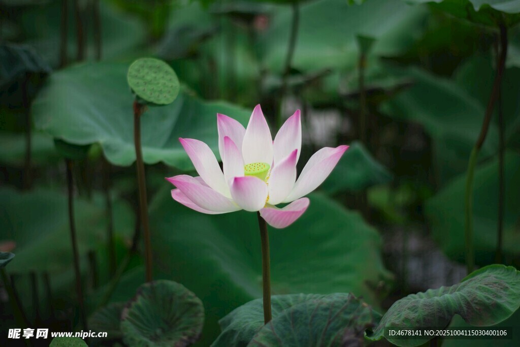 粉色荷花绽放于绿叶间
