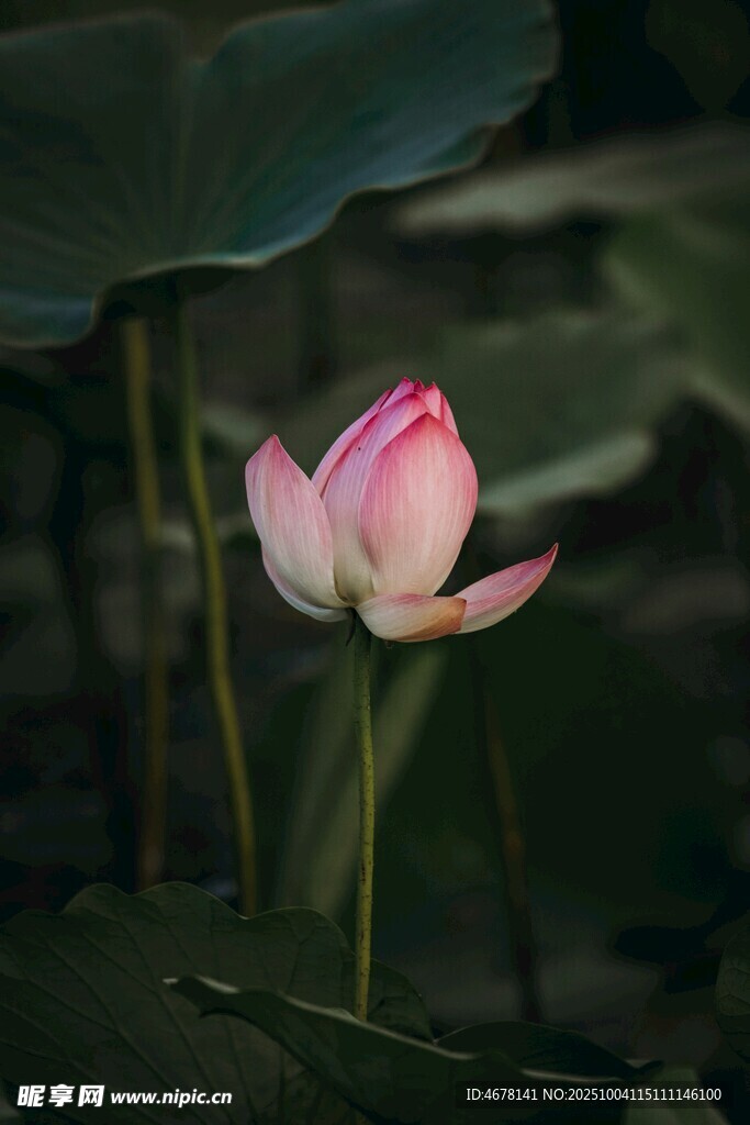 娇艳荷花绽放于绿叶间