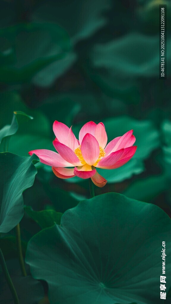 娇艳荷花绽放于绿叶间