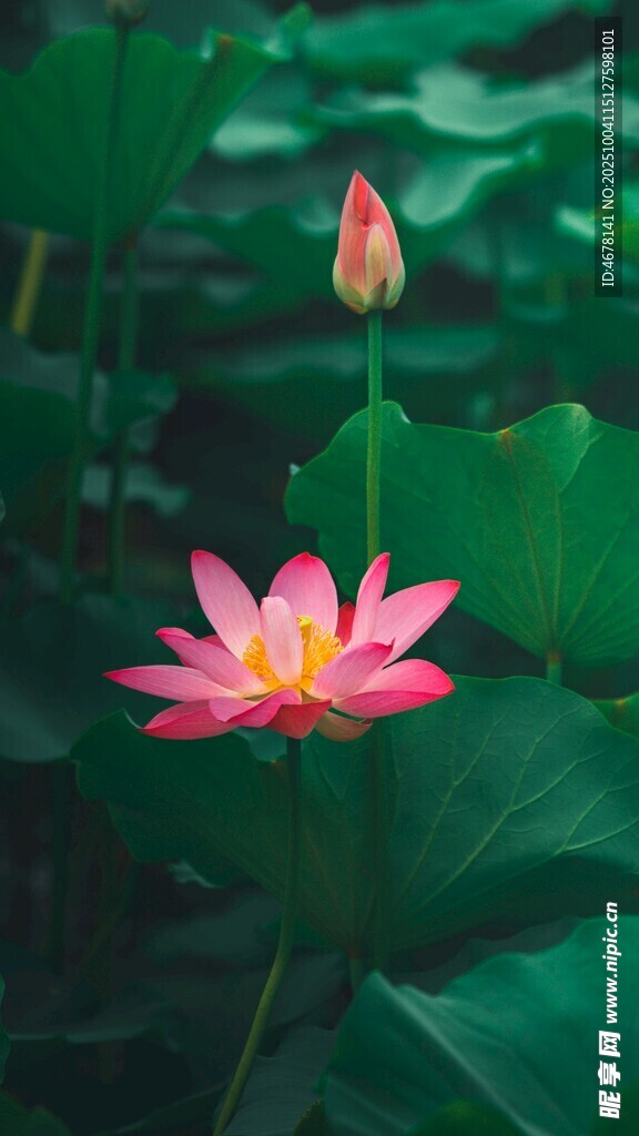 娇艳荷花绽放于绿叶间