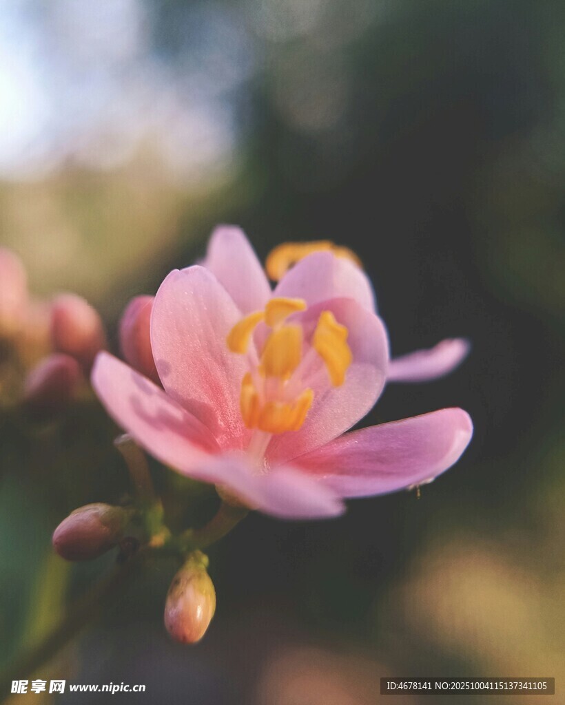 娇艳绽放的粉色花卉