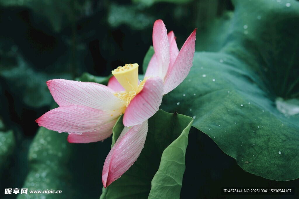 娇艳荷花绽放于绿叶间