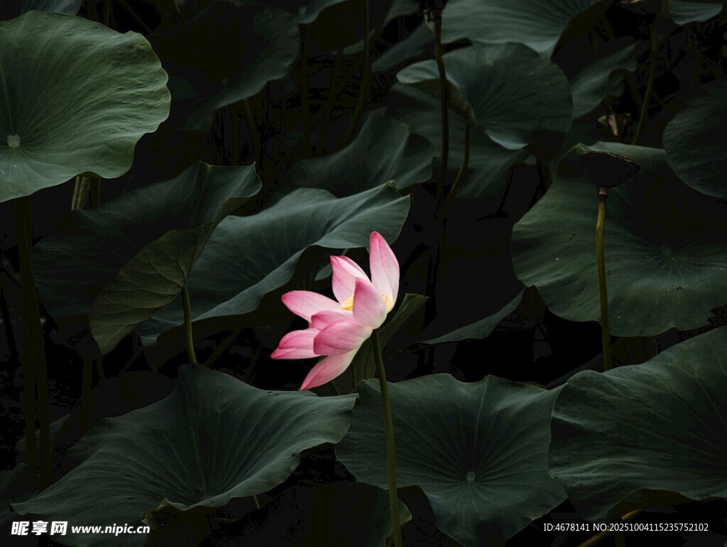 孤艳荷花绽于绿叶间
