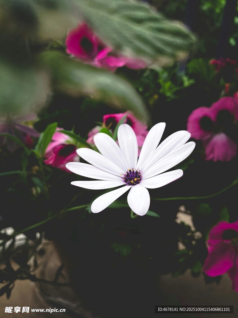 白色雏菊绽放于花丛中