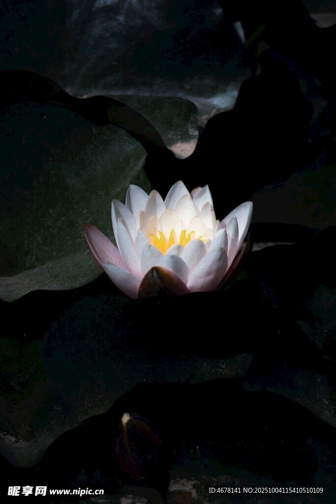 夜中绽放的美丽白睡莲