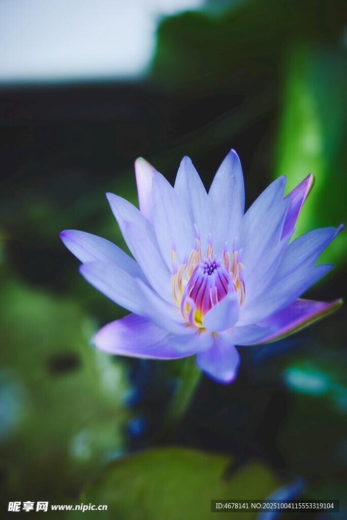 绽放的紫色睡莲