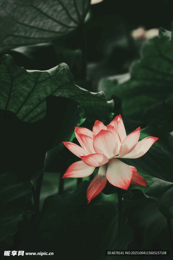 娇艳荷花绽放于绿叶间