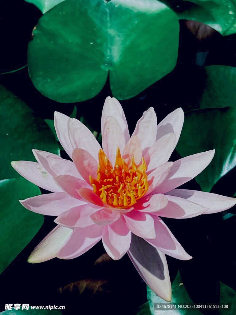 娇艳粉色睡莲绽放