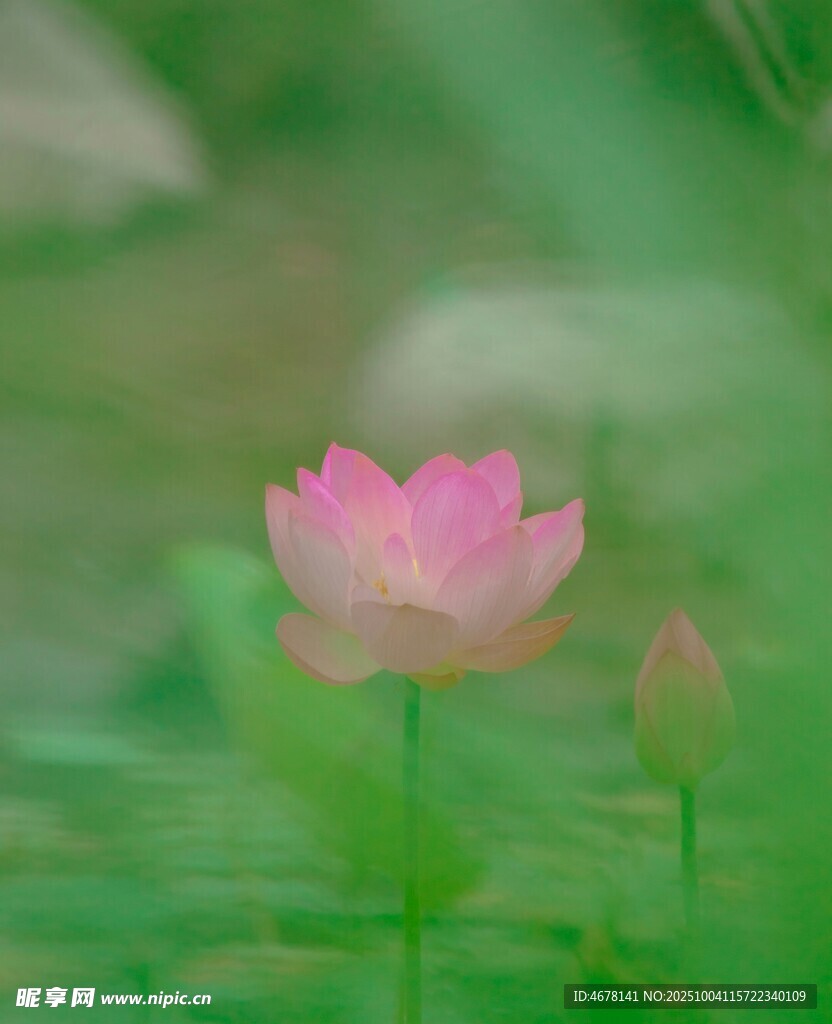 粉色荷花绽放于绿叶间