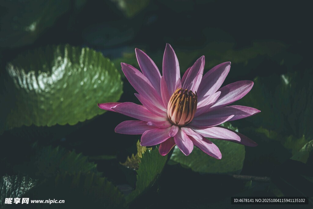 水中绽放的美丽紫睡莲