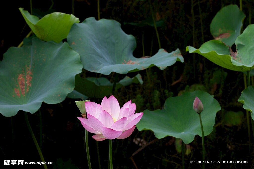 粉色荷花绽放于绿叶间