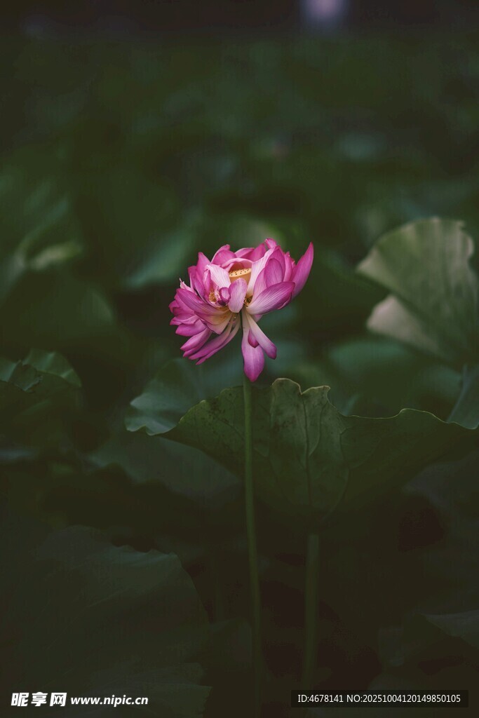 娇艳荷花绽放于绿叶间