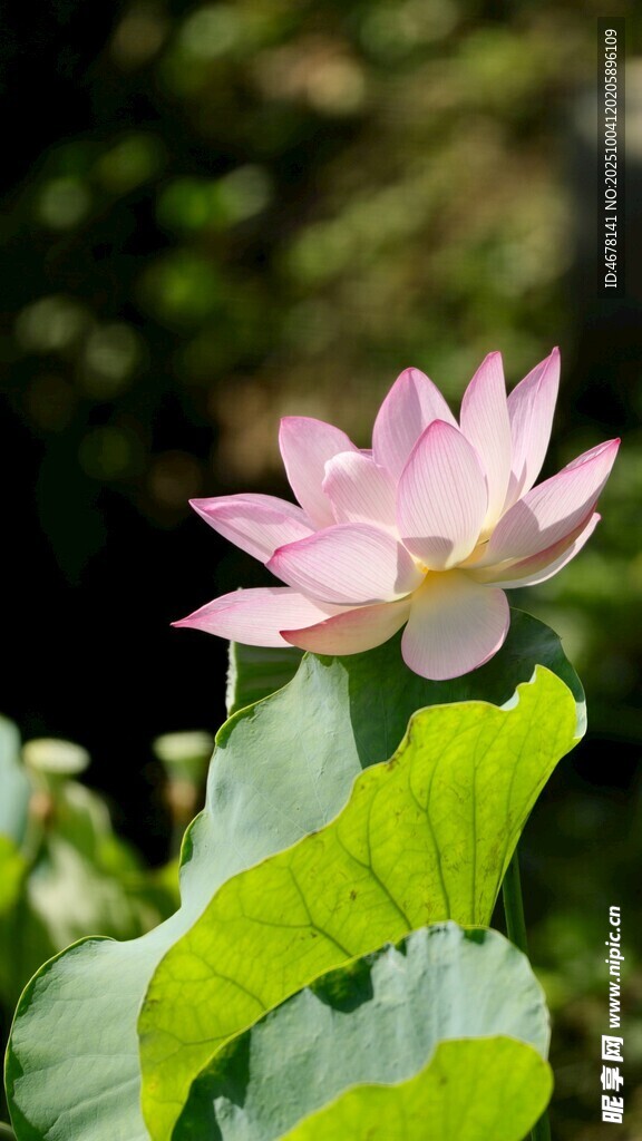 粉色荷花绽放绿叶间