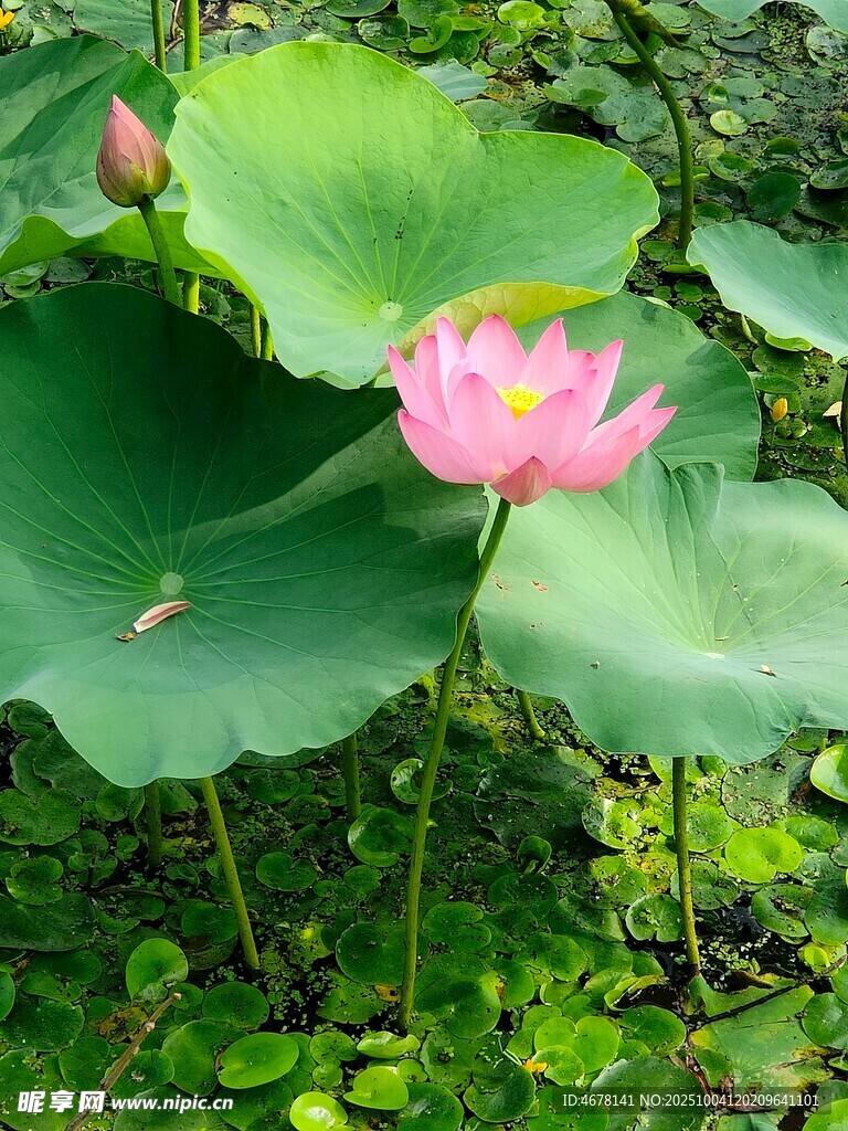 娇艳荷花绽放于绿叶间
