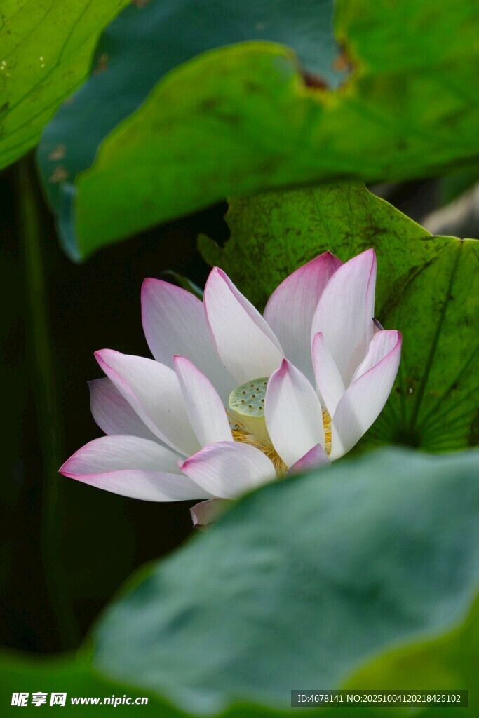 绽放的粉色荷花