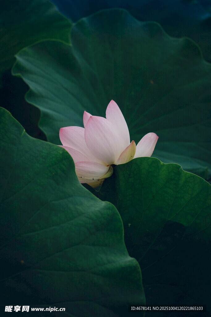 粉荷绽放于翠绿荷叶间