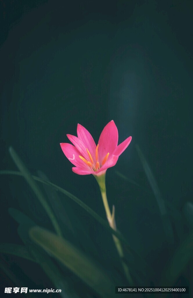 独绽粉荷