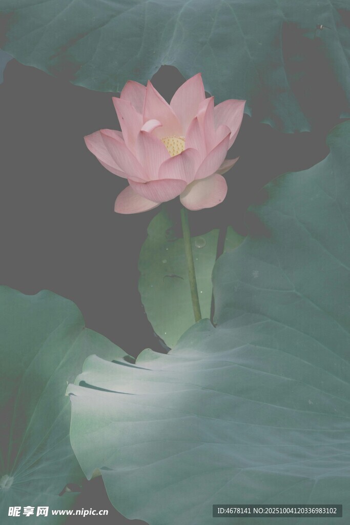 粉色荷花绽放于绿叶间