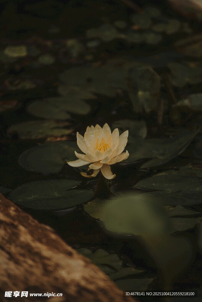 水中绽放的美丽白睡莲