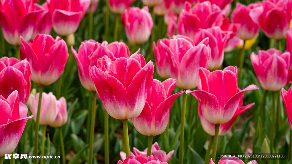 粉色郁金香花海