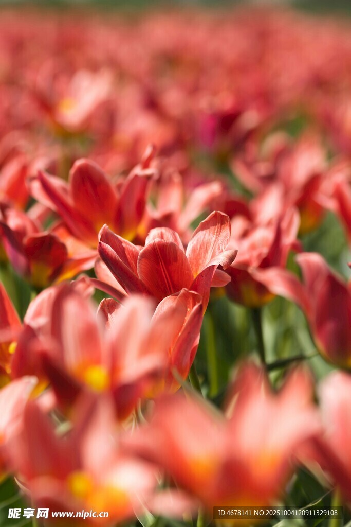 艳丽红色郁金香花海