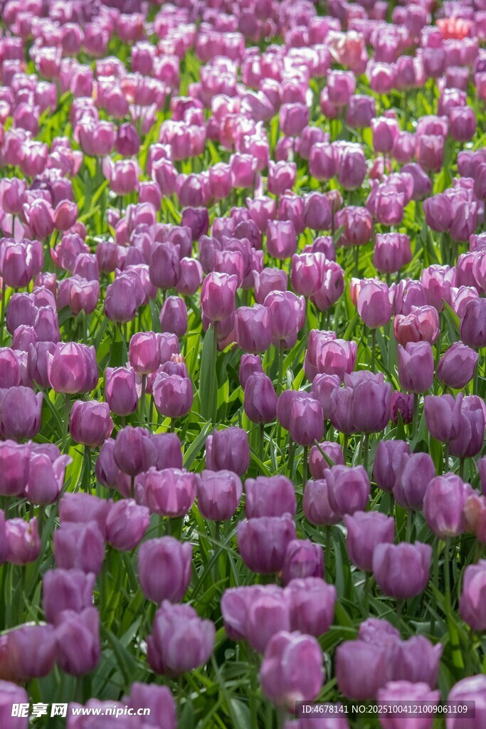 紫色郁金香花海