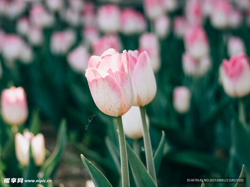 粉色郁金香花田美景