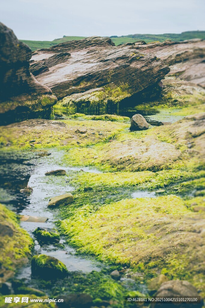 海岸边覆满青苔的嶙峋岩石